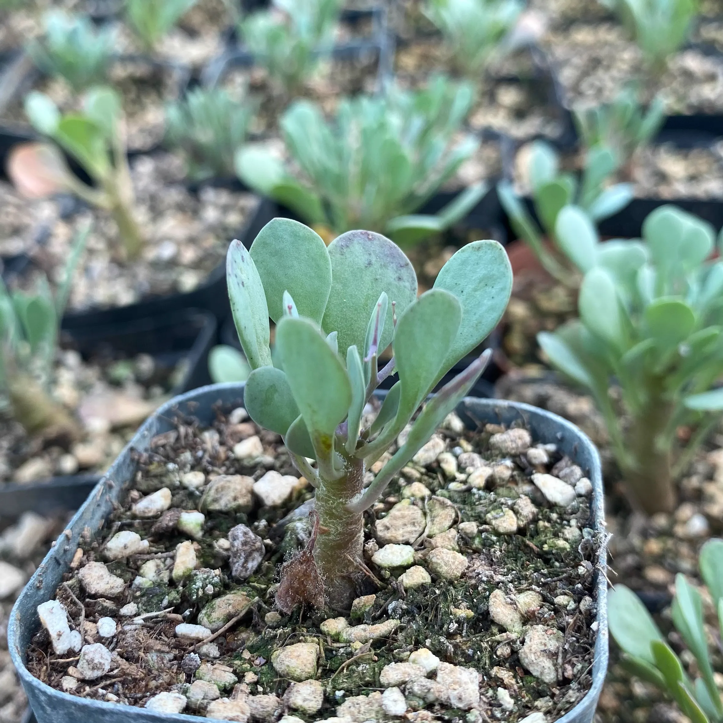 Othonna Euphorbioides - Image 2