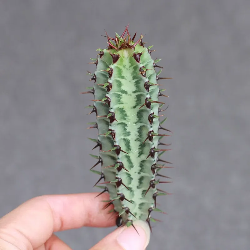 Euphorbia confinalis subsp. rhodesiaca - Image 3