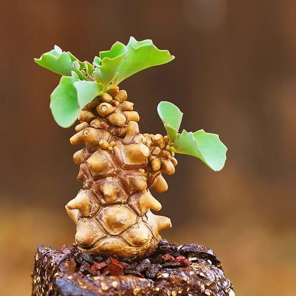 Othonna herrei - Image 3