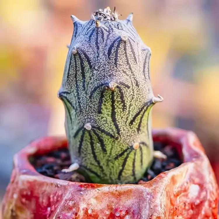 Kleinia mweroensis (Baker) C. Jeffrey - Image 3