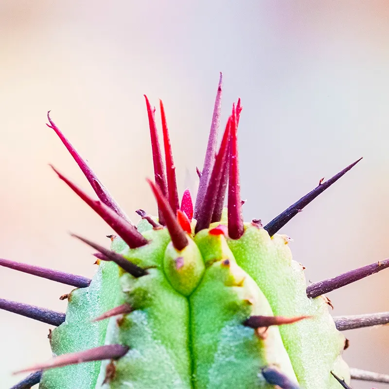 Euphorbia enopla - Image 3