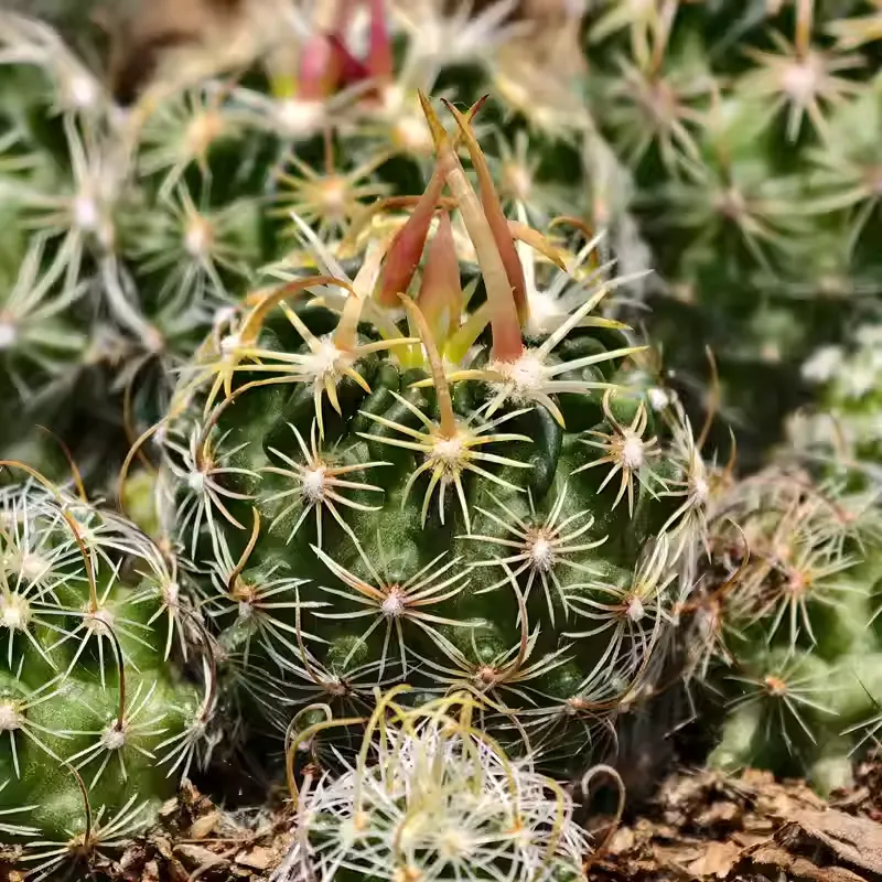 Stenocactus phyllacanthus - Image 6