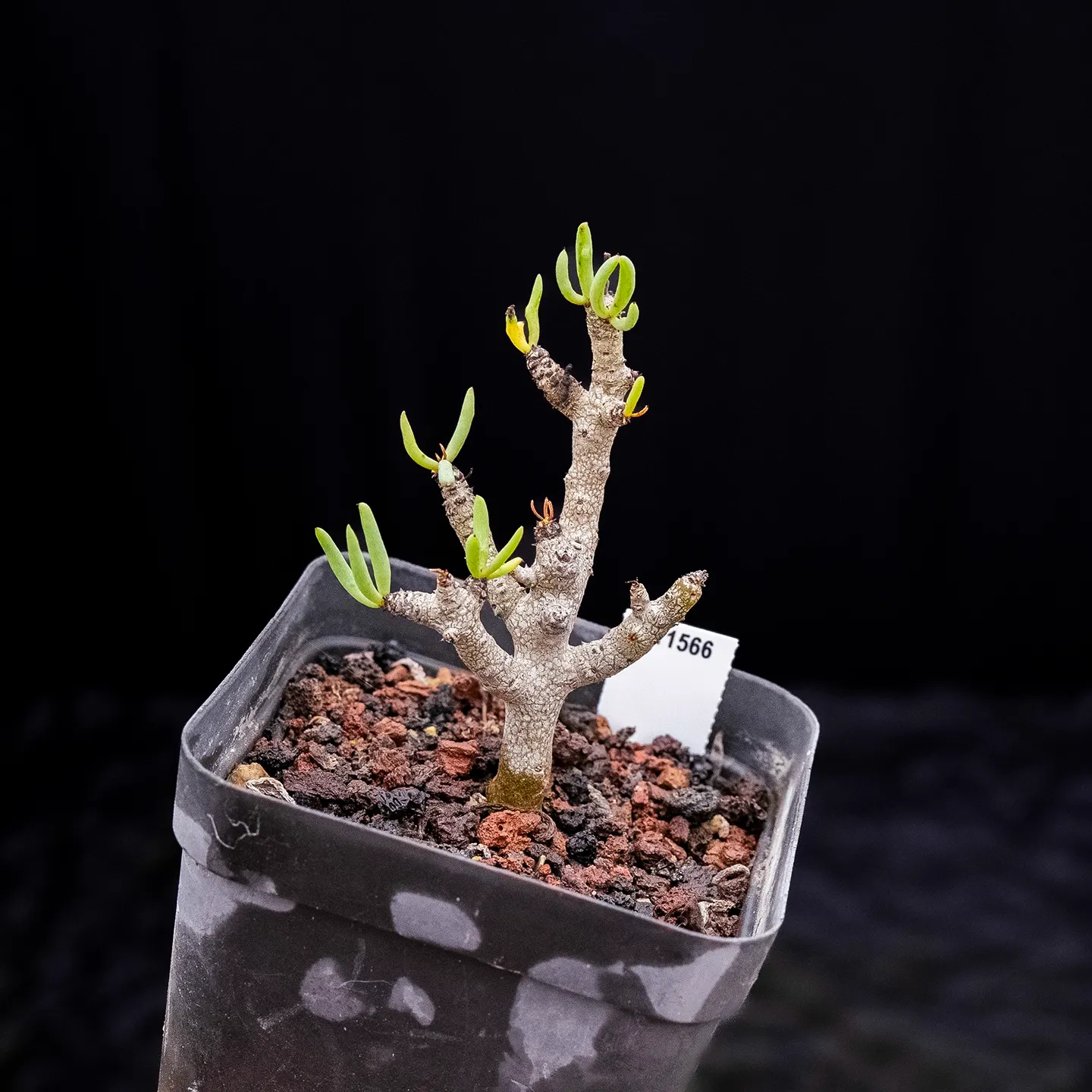 Tylecodon buchholzianus - Image 4