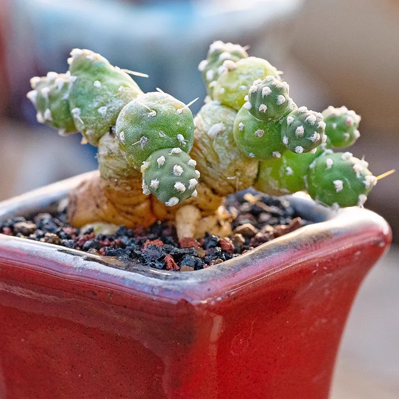 Tephrocactus rossianus - Image 3