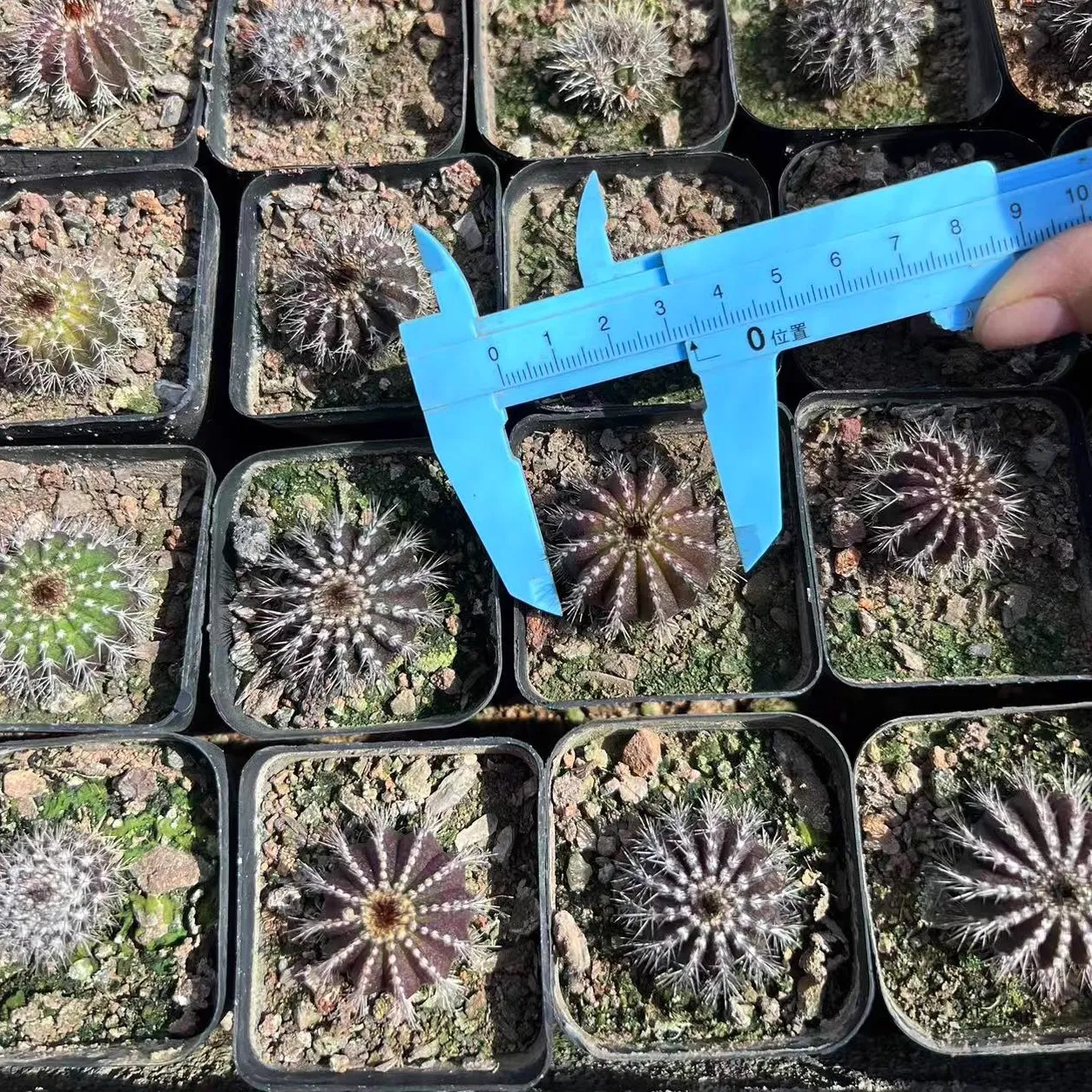 Uebelmannia pectinifera - Image 2