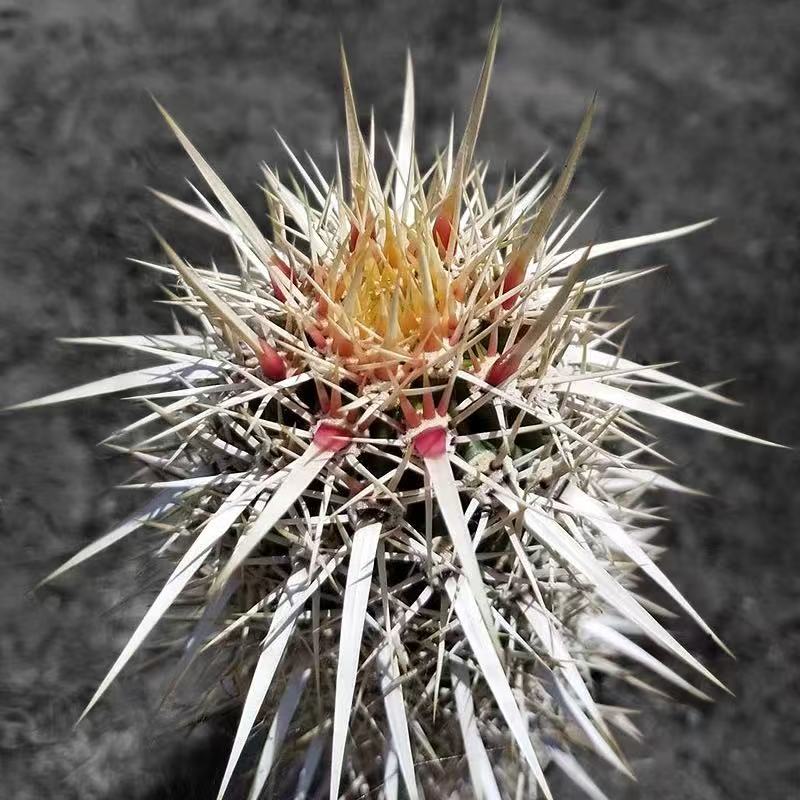 Machaerocereus eruca