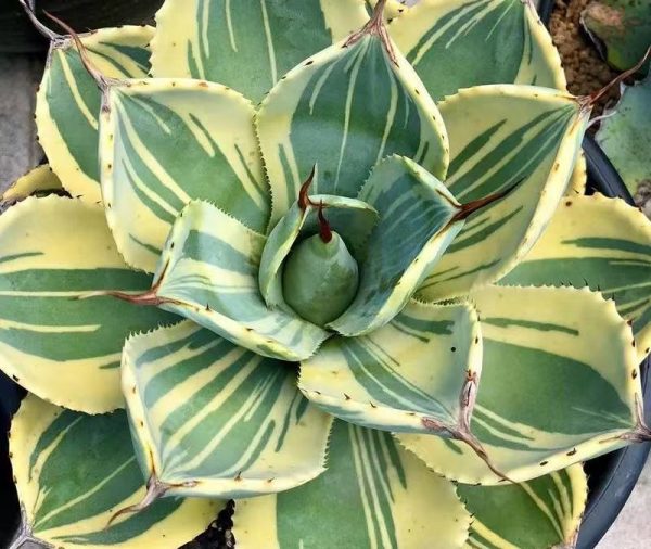 Agave parryi truncate var.