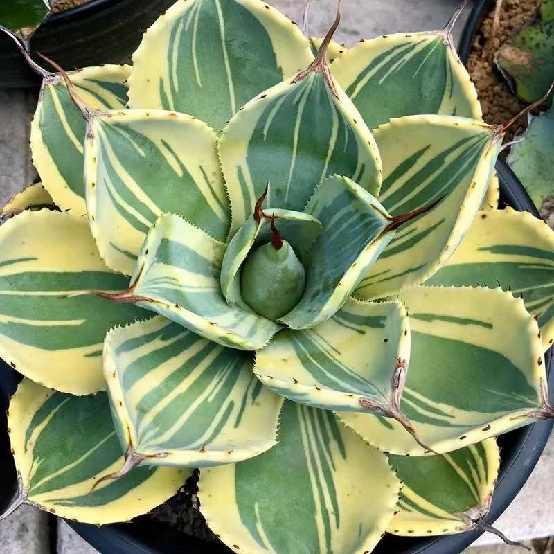 Agave parryi truncate var.