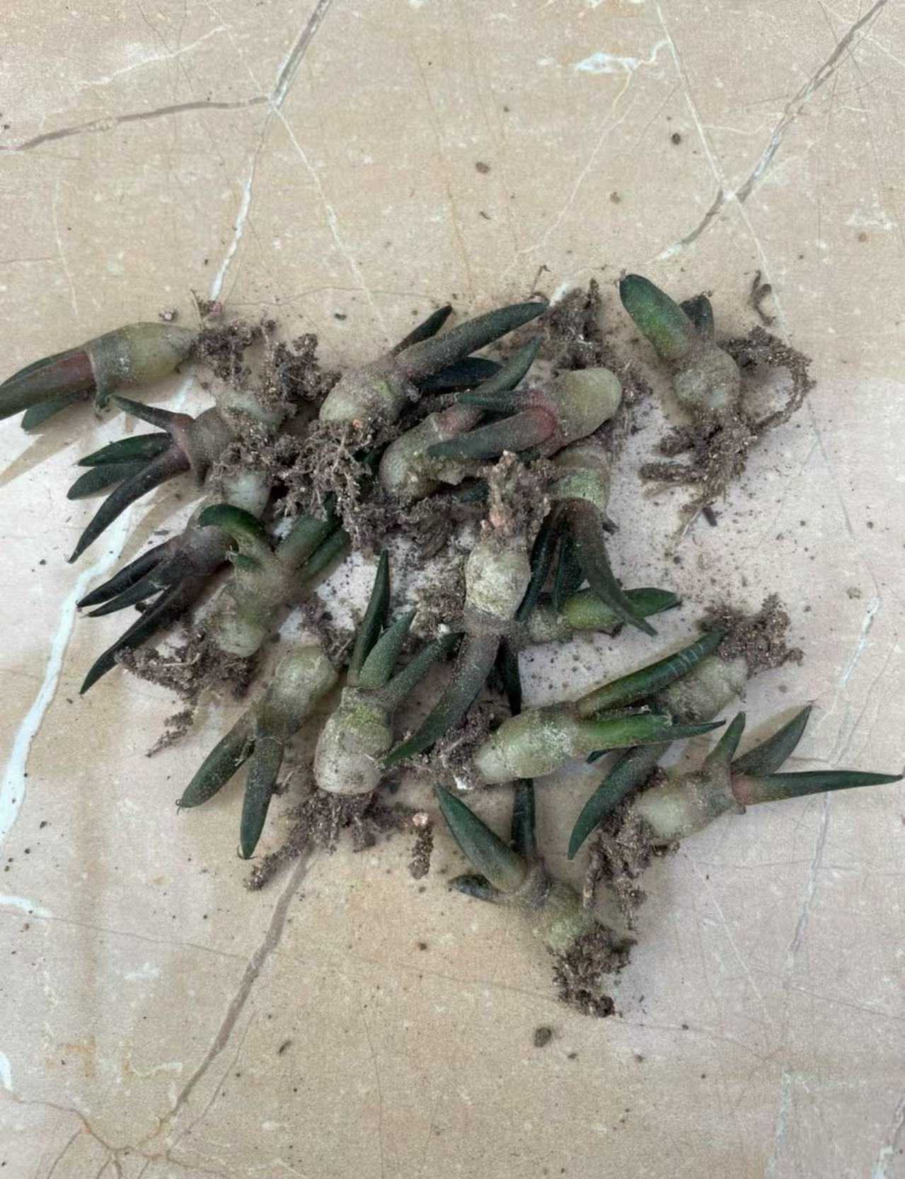 Ariocarpus retusus Scheidw - Image 2