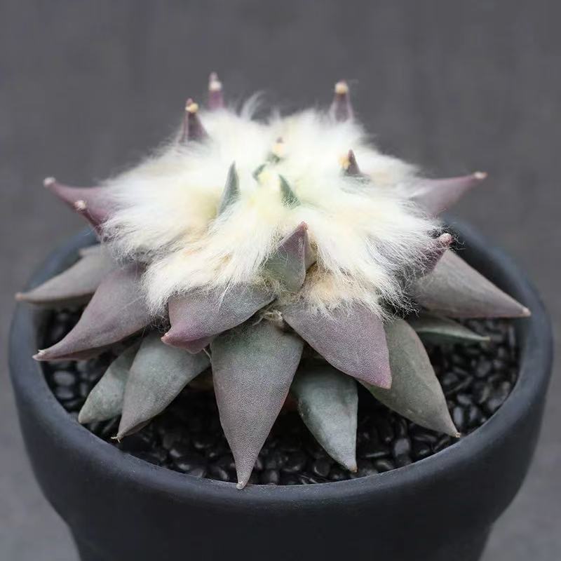Ariocarpus retusus Scheidw