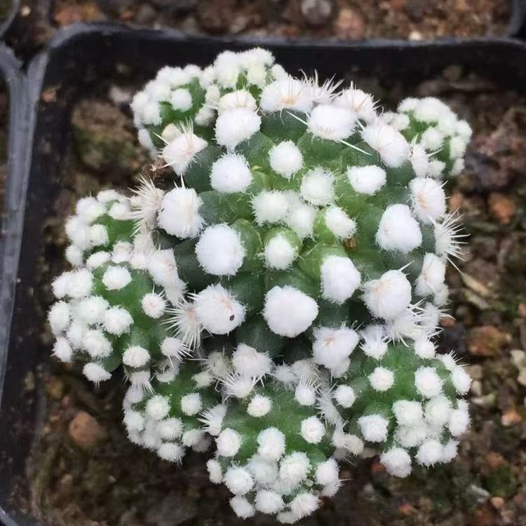 Mammillaria Gracilis Cv.Arizona - Image 5