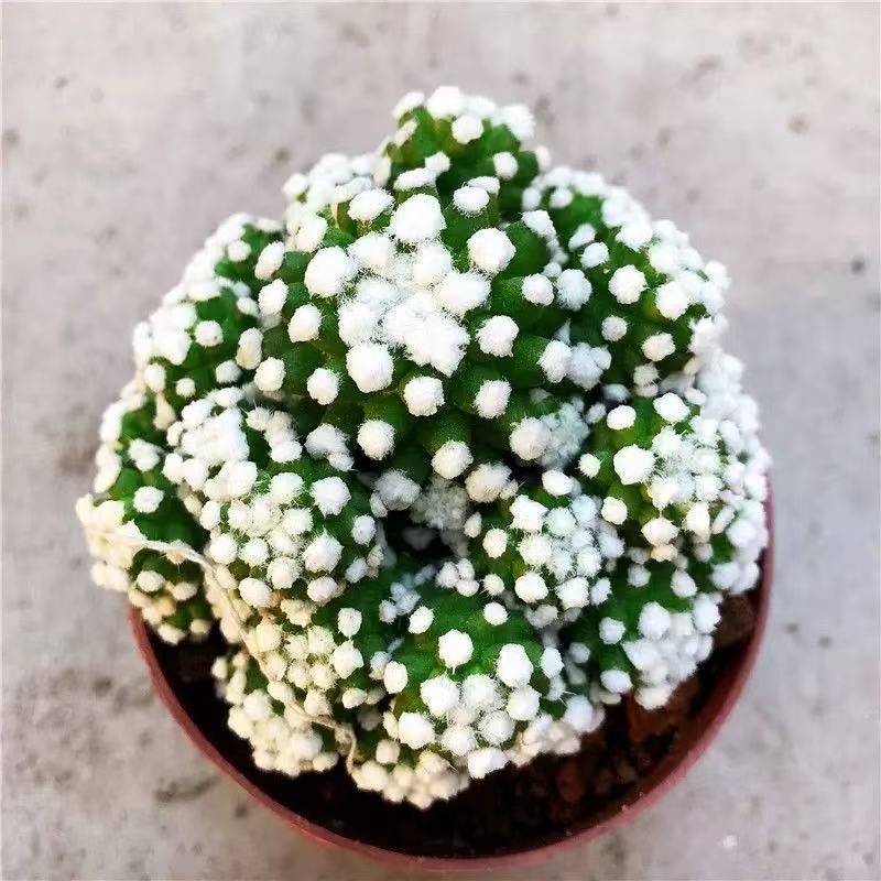 Mammillaria Gracilis Cv.Arizona - Image 4