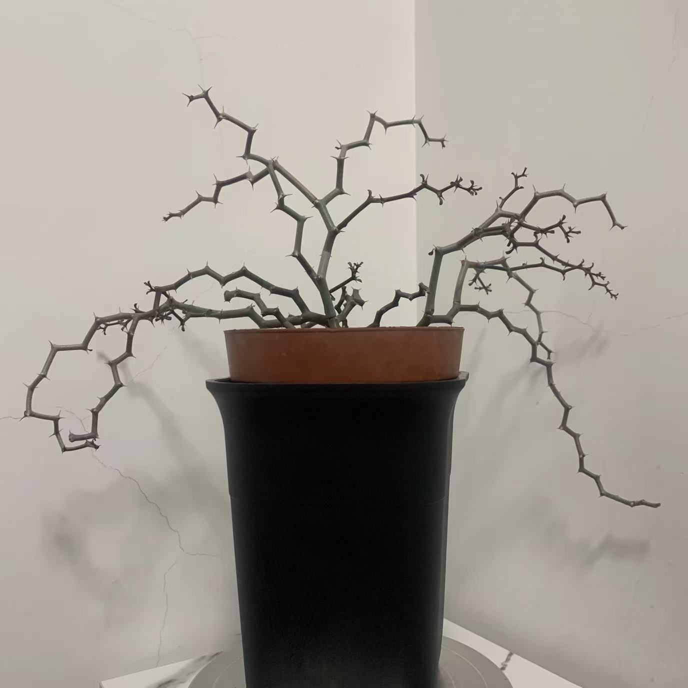 Decaryia madagascariensis - Image 2