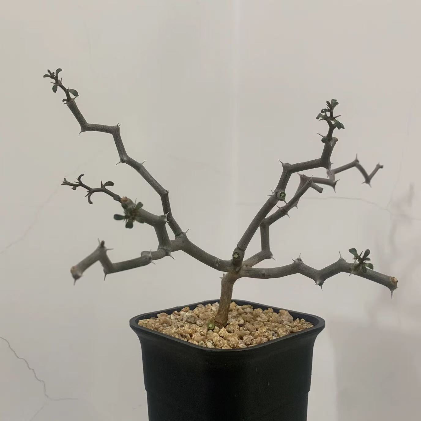 Decaryia madagascariensis - Image 8