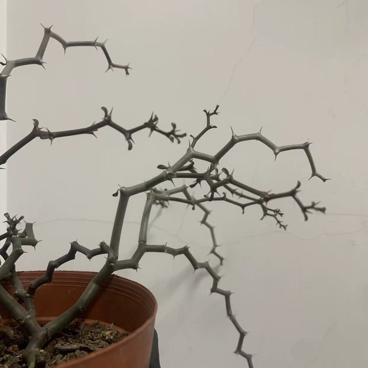 Decaryia madagascariensis - Image 5