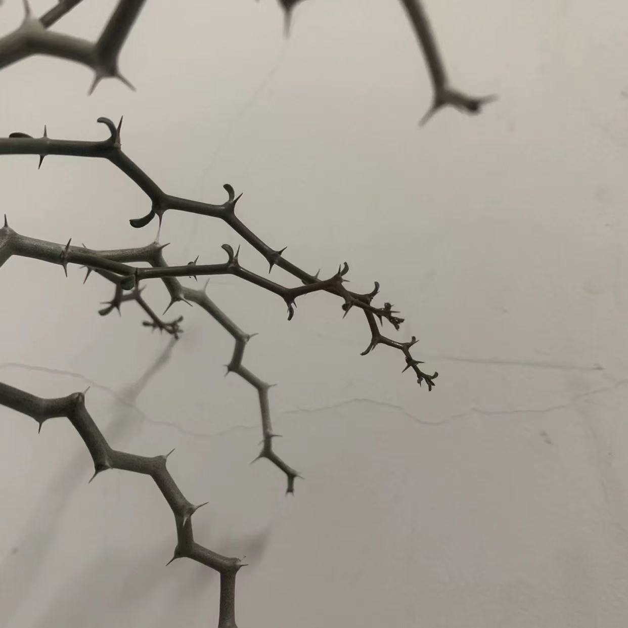 Decaryia madagascariensis - Image 4