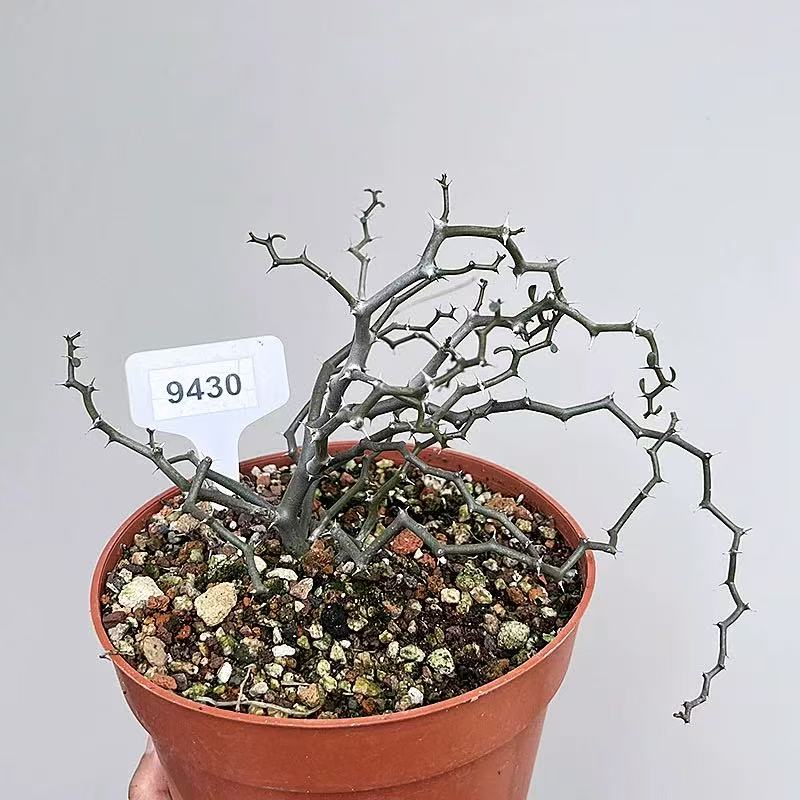 Decaryia madagascariensis - Image 3