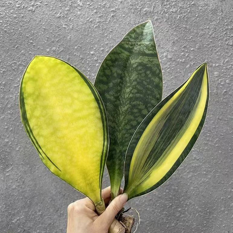 Sansevieria Masoniana Variegated