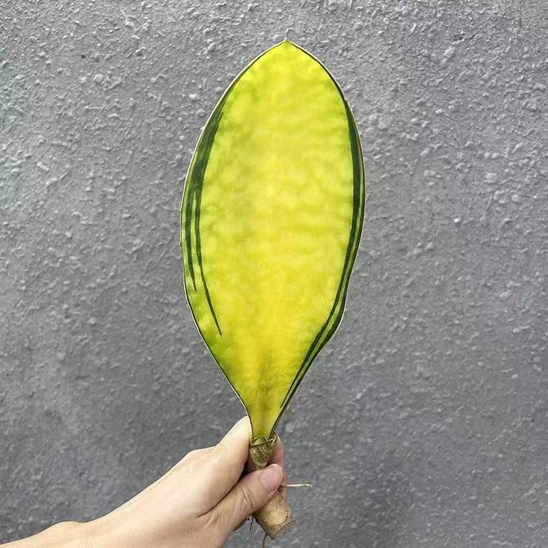 Sansevieria Masoniana Variegated - Image 2