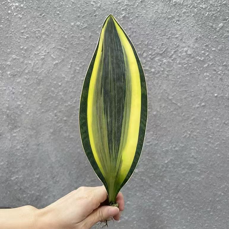 Sansevieria Masoniana Variegated - Image 7