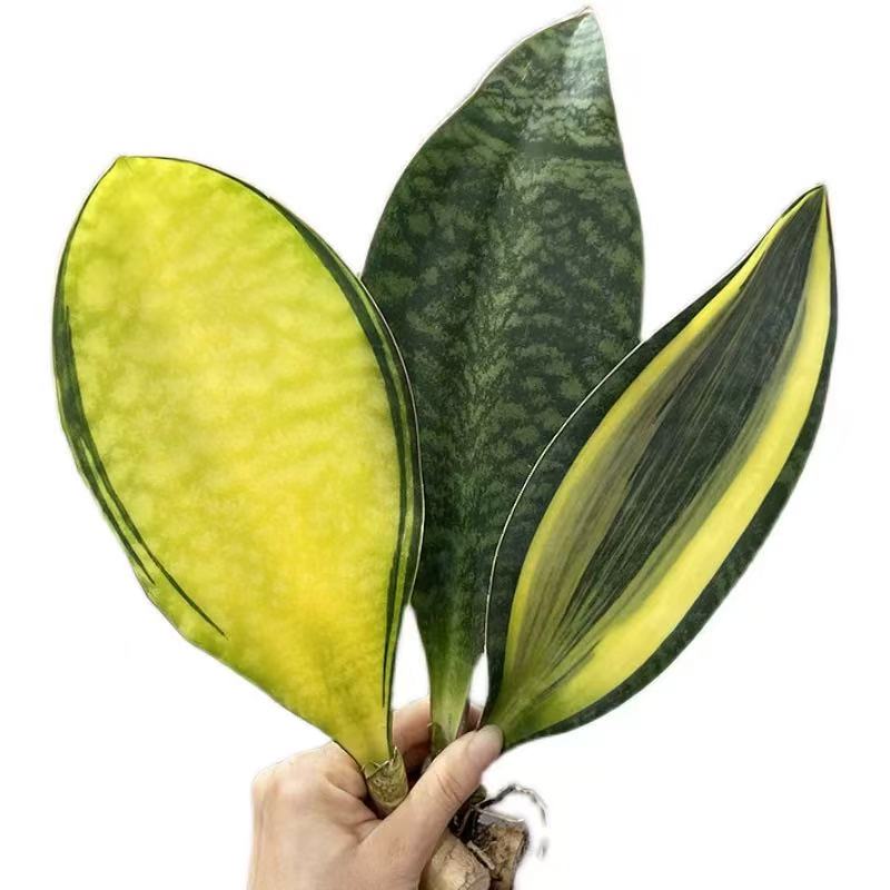 Sansevieria Masoniana Variegated - Image 6