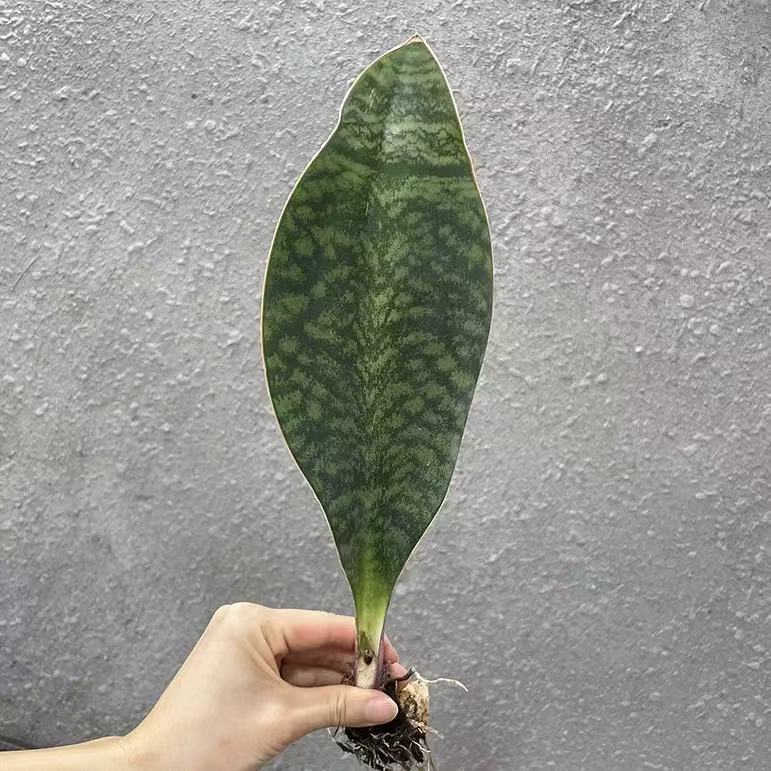 Sansevieria Masoniana Variegated - Image 5
