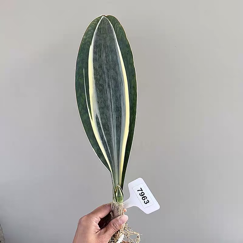 Sansevieria Masoniana Variegated - Image 4