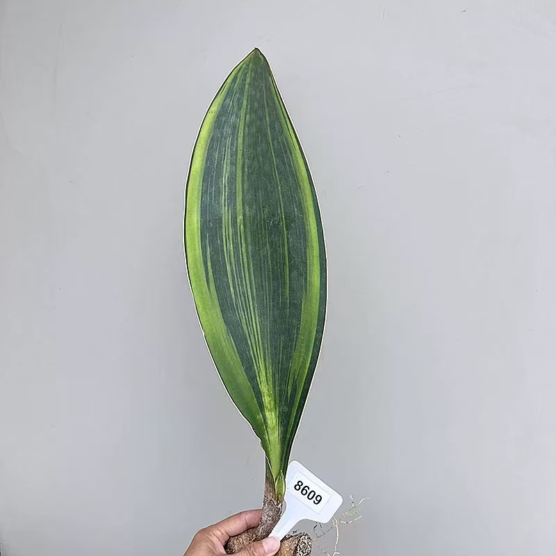 Sansevieria Masoniana Variegated - Image 3