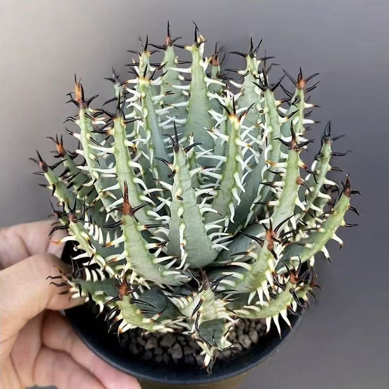 Aloe erinacea