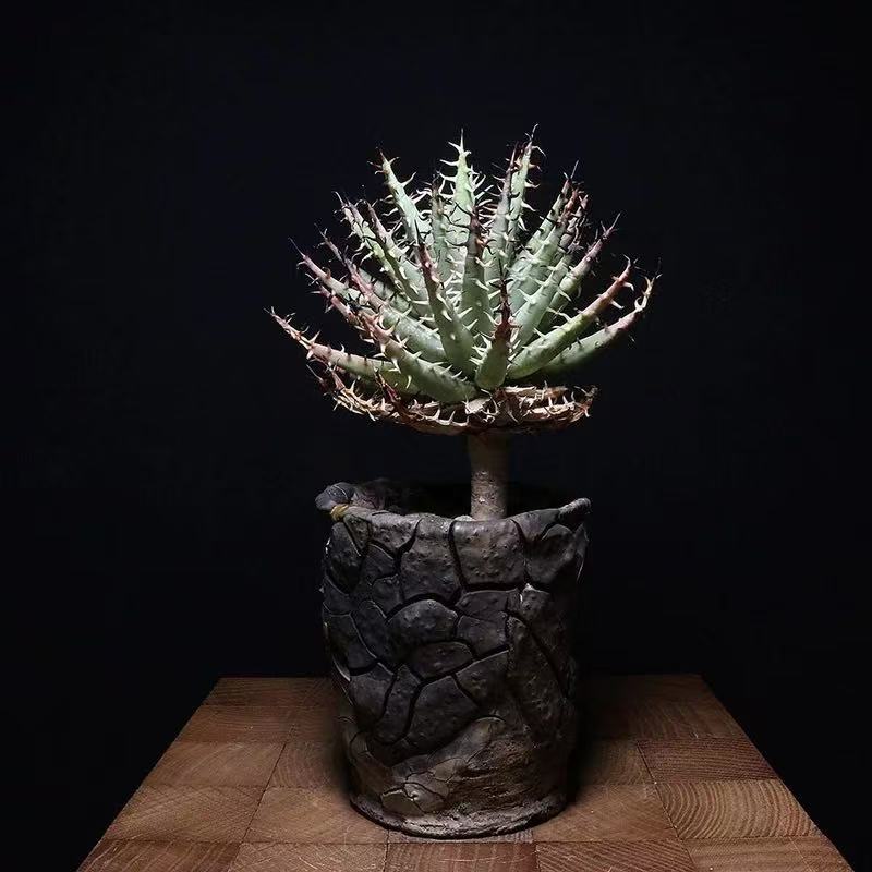 Aloe erinacea - Image 2