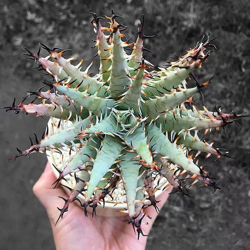 Aloe erinacea - Image 5