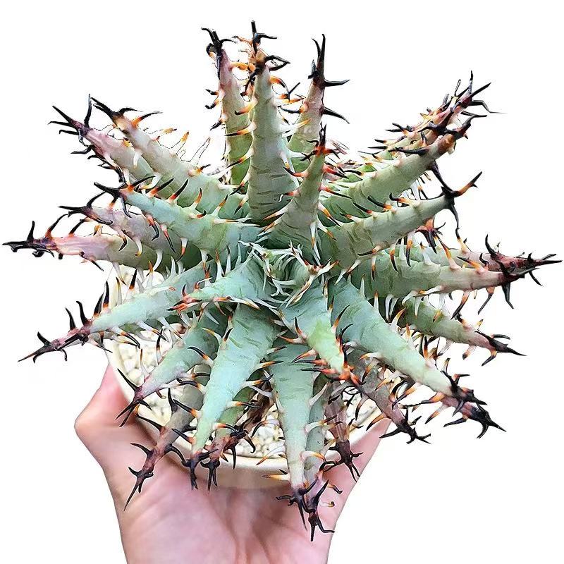 Aloe erinacea - Image 4
