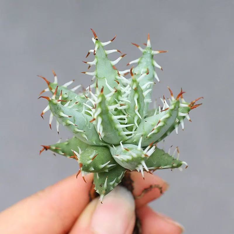 Aloe erinacea - Image 3