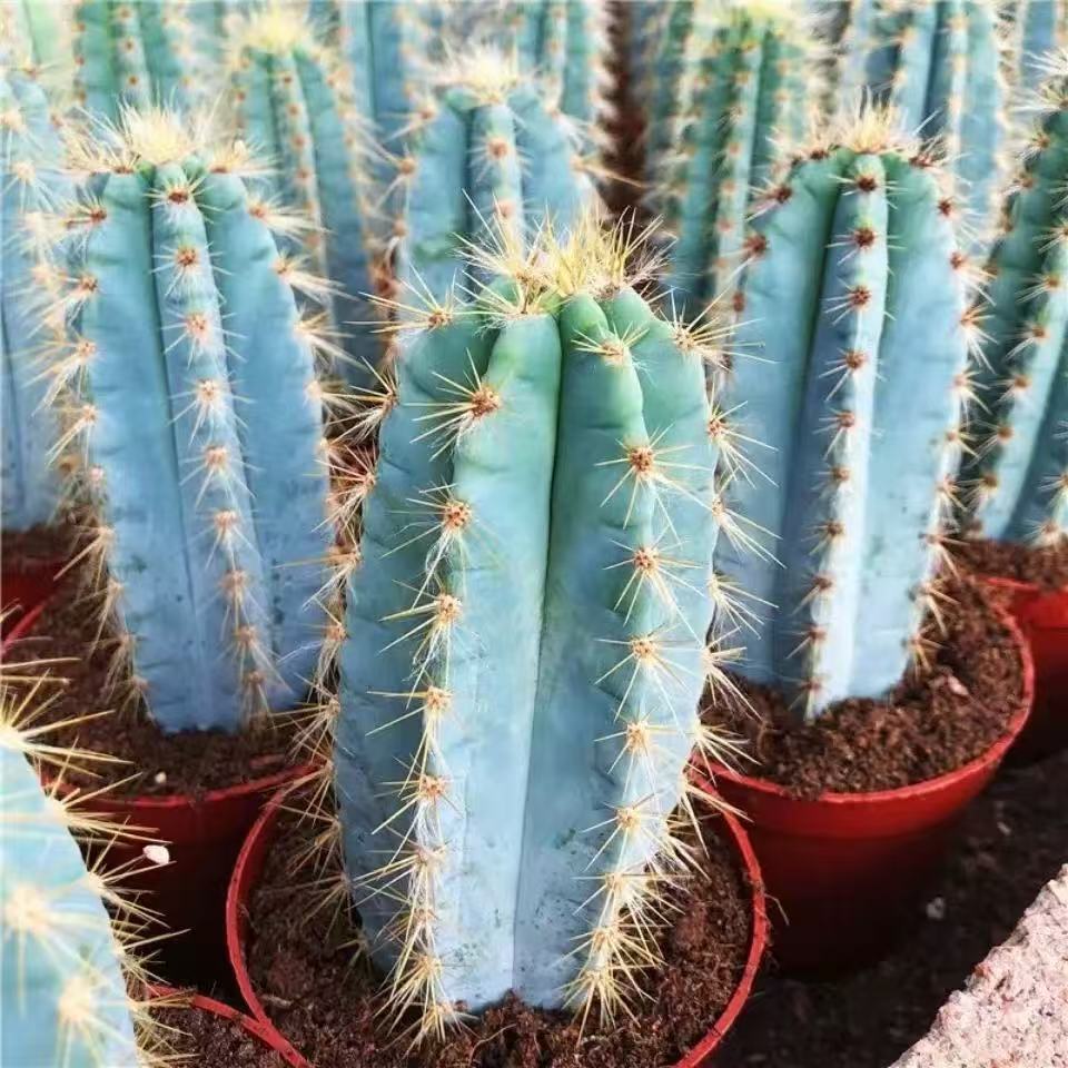 Pilosocereus pachycladus F. Ritter - Image 2