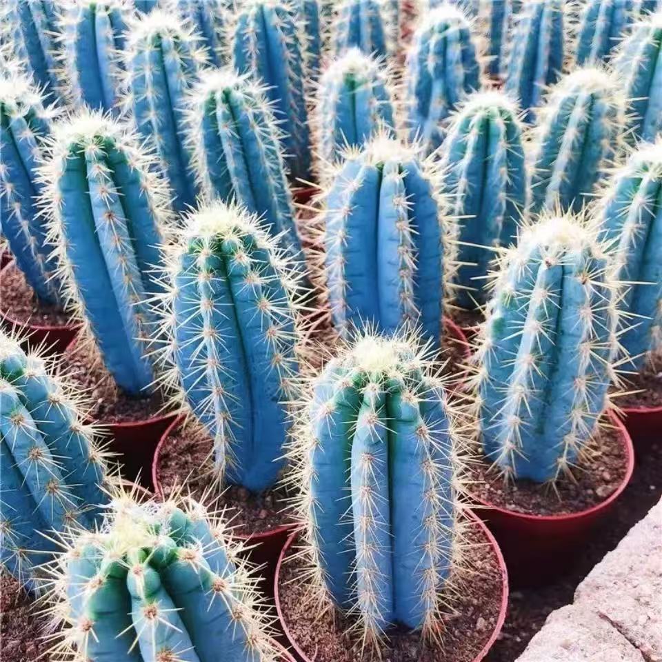 Pilosocereus pachycladus F. Ritter - Image 4