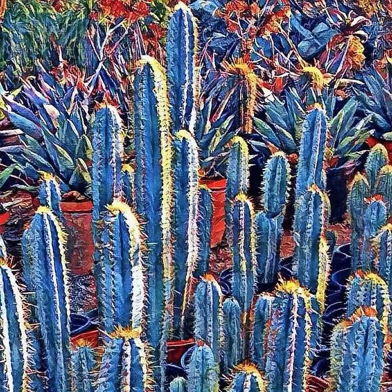 Pilosocereus pachycladus F. Ritter - Image 3