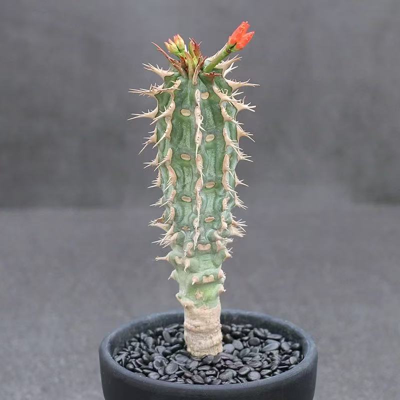 Euphorbia Viguieri - Image 2