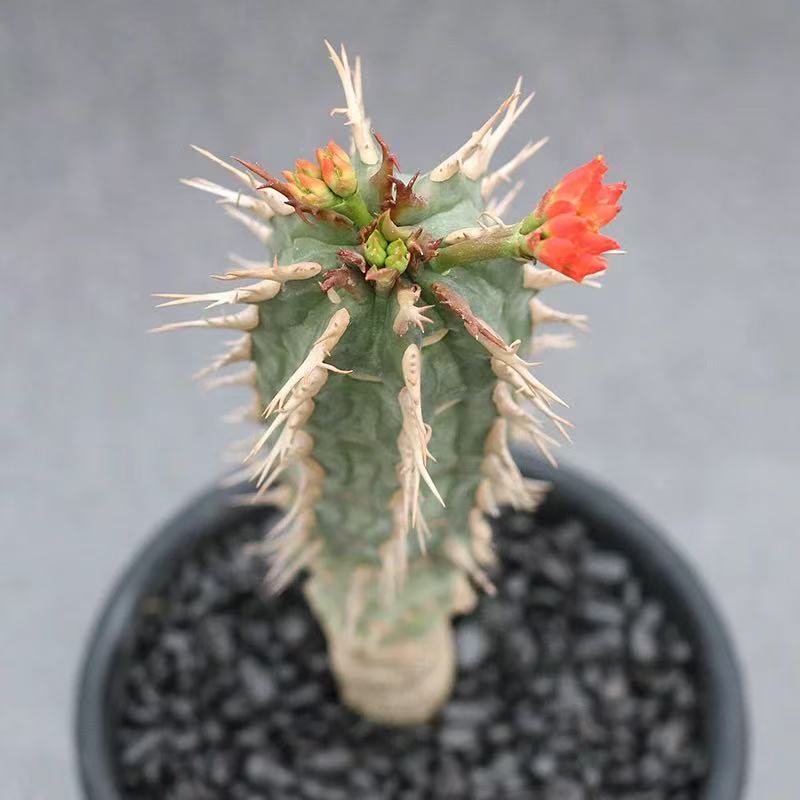 Euphorbia Viguieri - Image 6
