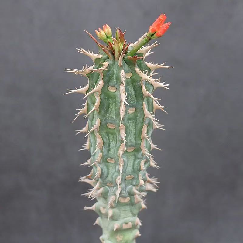 Euphorbia Viguieri - Image 5