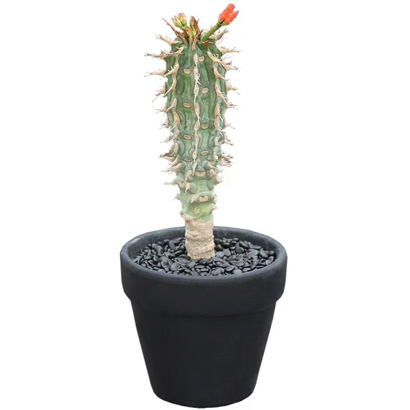 Euphorbia Viguieri - Image 4