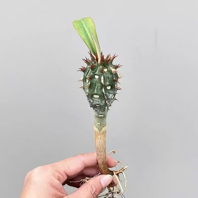 Euphorbia Viguieri - Image 3