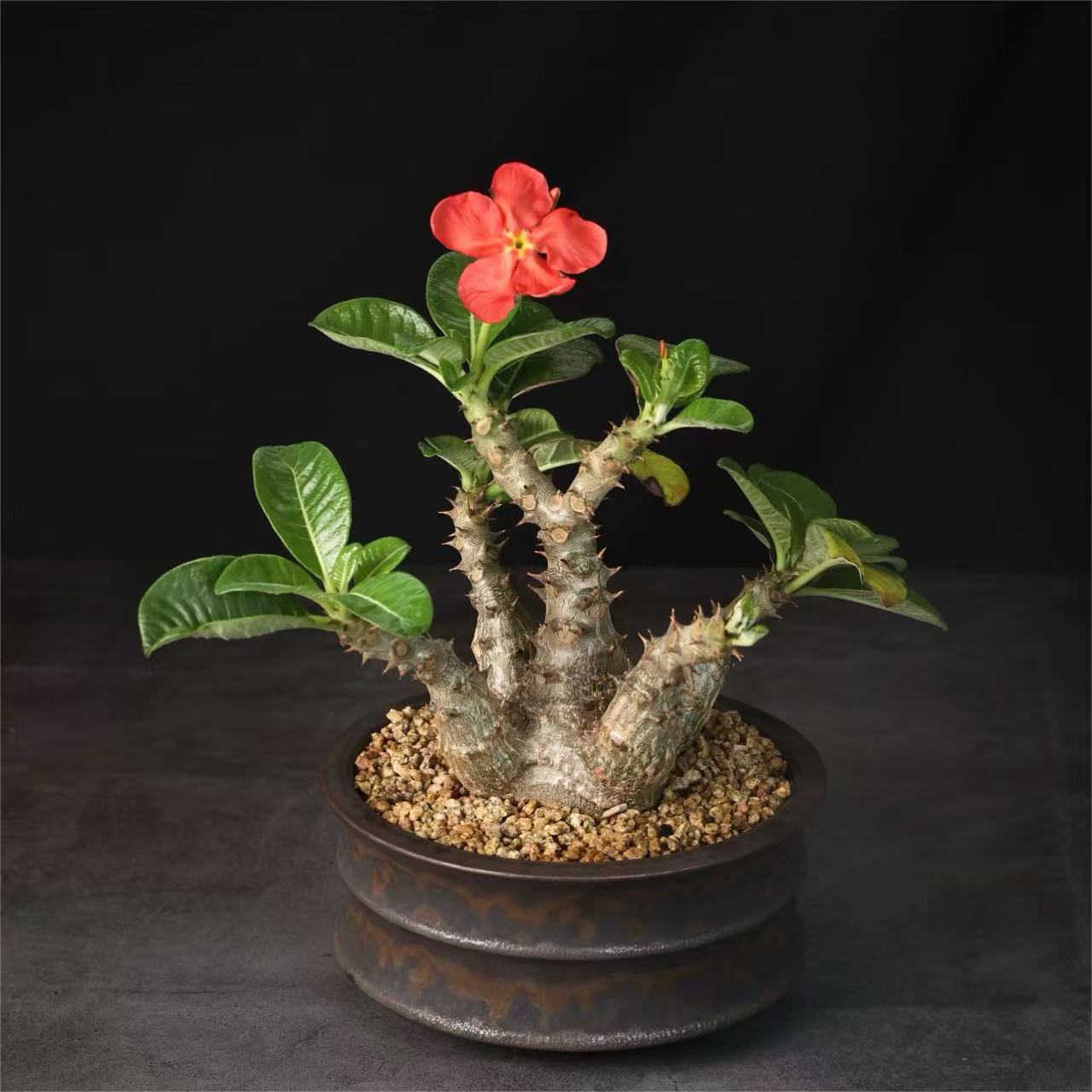Pachypodium - Image 3
