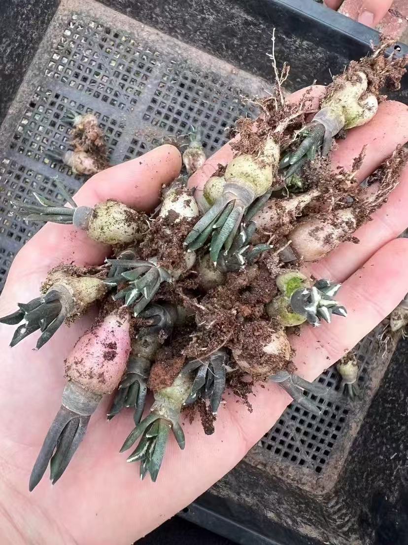 Ariocarpus kotschoubeyanus - Image 3