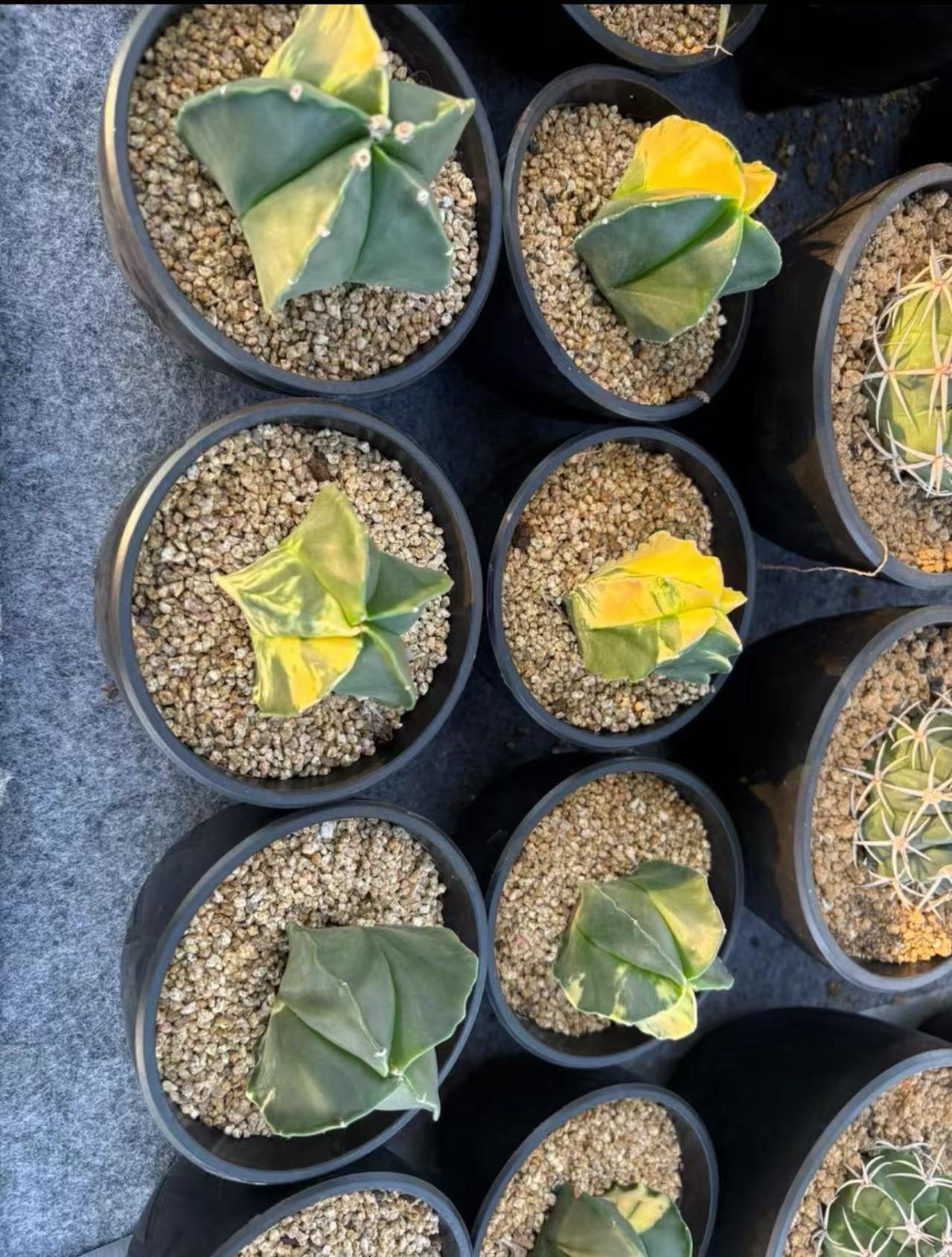 Astrophytum Myriostigma Kikko - Image 4